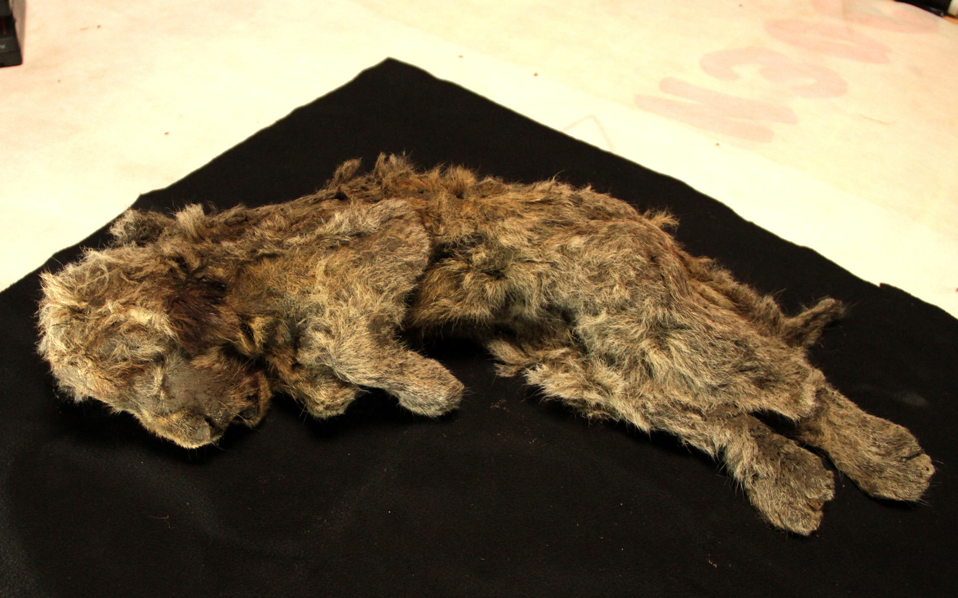 Restos blandos de un cachorro de león de las cavernas que estaba congelado. Su datación por radiocarbono lo sitúa en unos 32.000 años antes del presente y que ha sido identificado genéticamente como hembra. Sparta, el nombre que le han dado los científicos, fue hallada en 2018 en Belaya Gora, cerca del río Indigirka, en el noreste de Siberia, y su genoma fue secuenciado como parte de este estudio. Crédito: Love Dalén, director de grupo de investigación en el Centro de Paleogenética de Estocolmo
