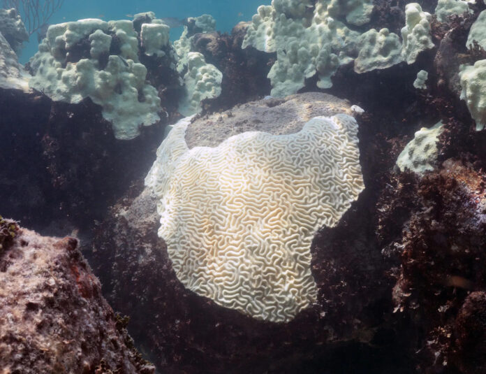 Fotografía cedida este 3 de junio por la Oficina Nacional de Administración Oceánica y Atmosférica (NOAA) que muestra el blanqueamiento en 2023 de corales en Cheeca Rocks (Florida, EE.UU.). EFE/NOAA
