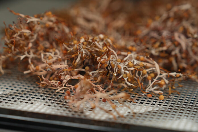 Detalle de una muestra sargazo en una bandeja de laboratorio del Campus Biscayne Bay, en Miami (FL, EE.UU.). EFE/Alberto Boal
