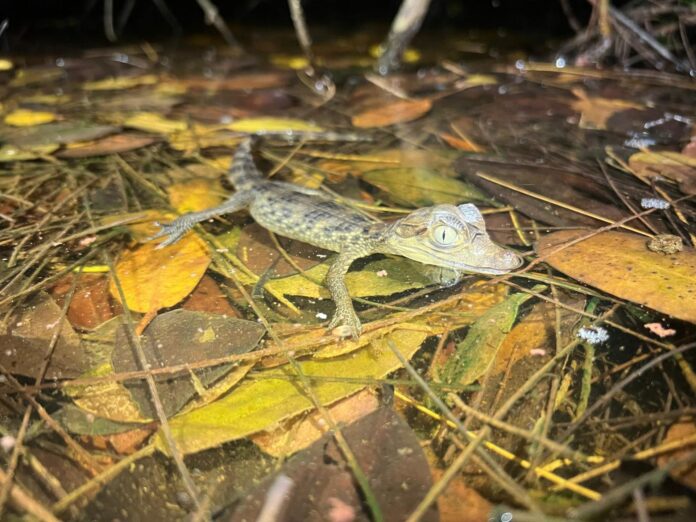 Fotografía cedida por la Universidad de Florida (UF) de una cría del caimán de anteojos, también conocido como guajipal, babilla o cachirre. EFE/Bryna Daykin/Croc Docs/UF
