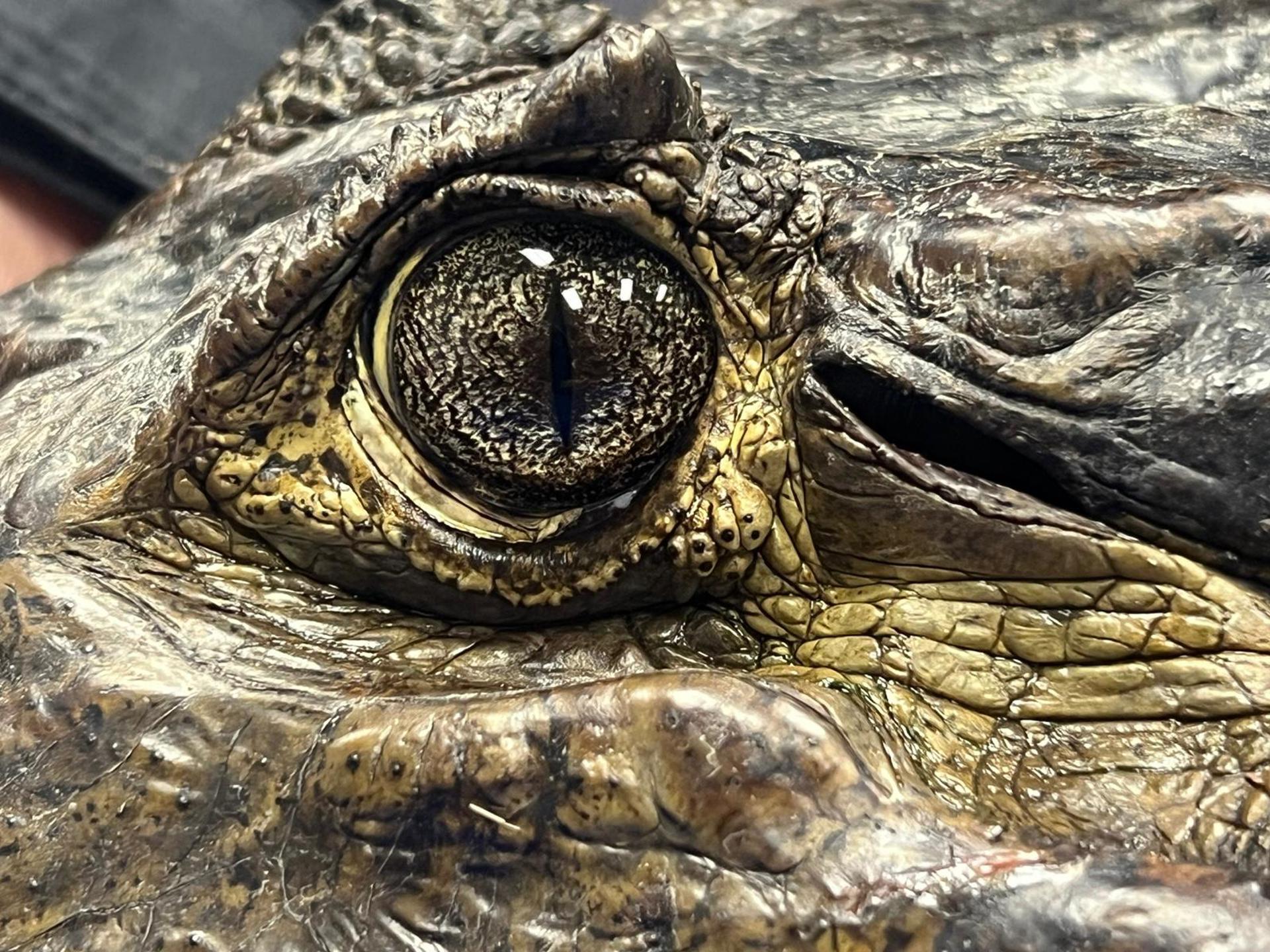 Fotografía cedida por la Universidad de Florida (UF) del detalle de un ojo del caimán de anteojos, también conocido como guajipal, babilla o cachirre. EFE/Croc Docs/UF
