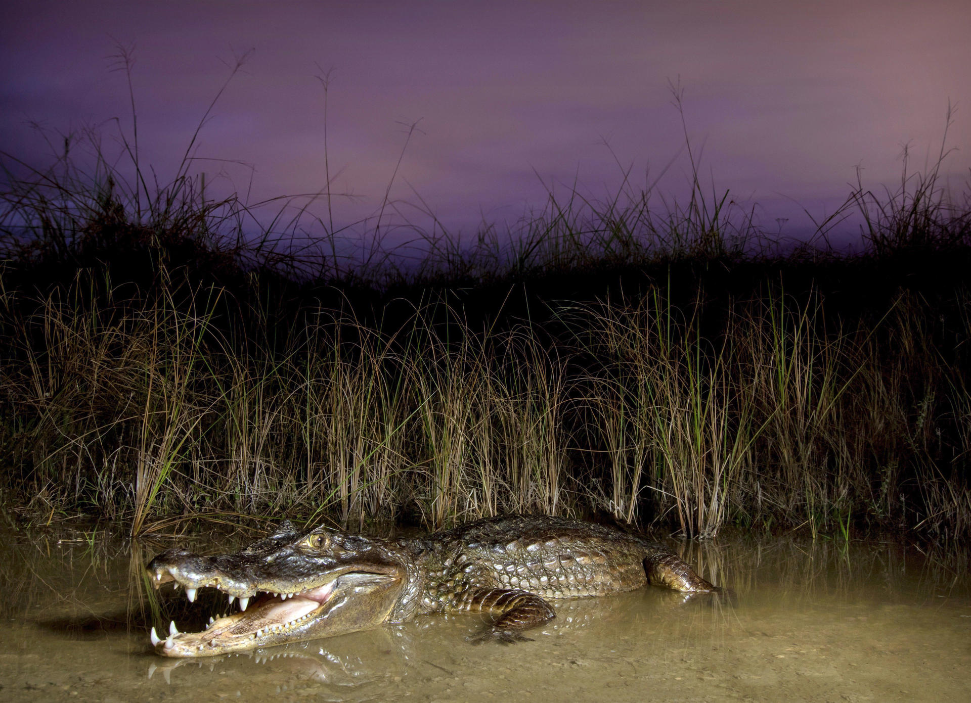 Fotografía cedida por la Universidad de Florida (UF) de un caimán de anteojos, también conocido como guajipal, babilla o cachirre. EFE/Croc Docs/UF
