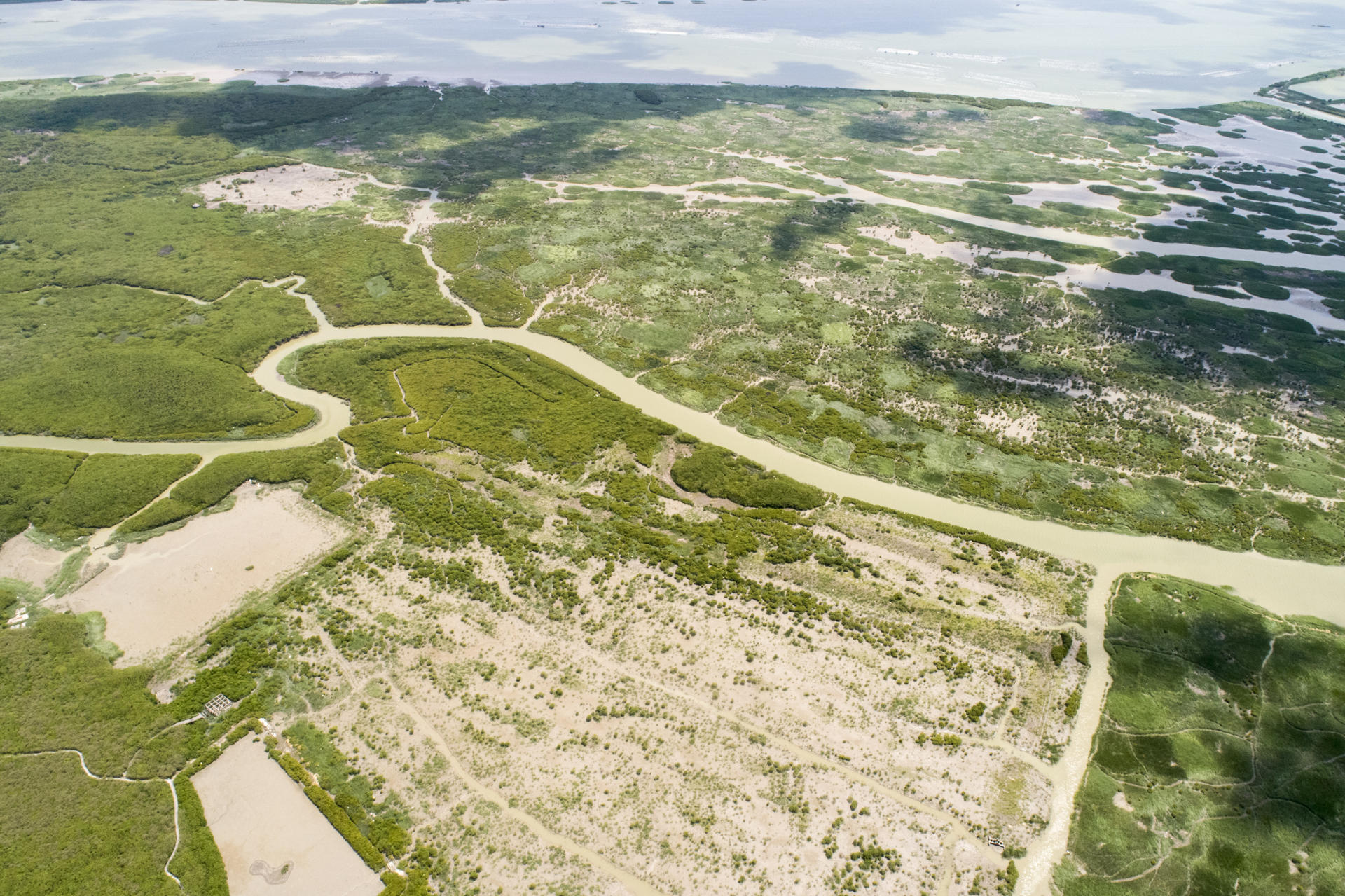 Vista aérea de los manglares y las plántulas en el estuario del río Zhangjiang, en la provincia de Fujian (China). Crédito Zhen Zhang/Universidad de Tulane
