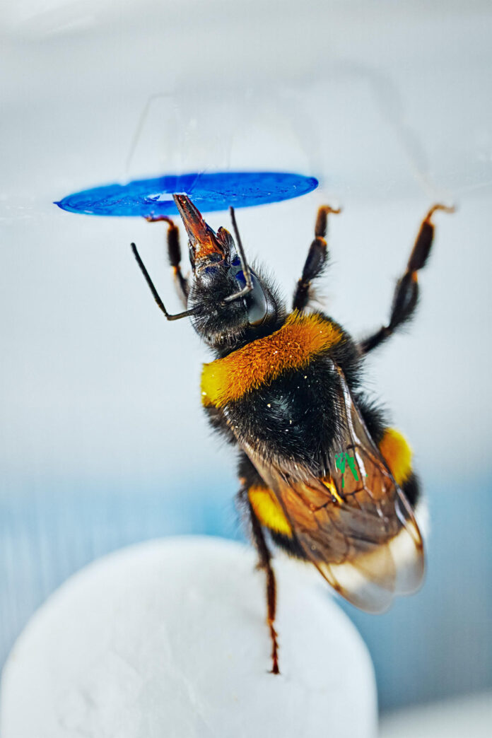 Un abejorro posado sobre una bola para alcanzar la flor artificial en el montaje experimental. Crédito: Mikko Törmänen
