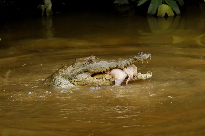 Fotografía cedida por el Ministerio de Ambiente y Desarrollo Sostenible de Colombia que muestra a un caimán llanero alimentandose este jueves, en el Parque Agroecológico Merecure, en Villavicencio (Colombia). EFE/ Ministerio de Ambiente y Desarrollo Sostenible
