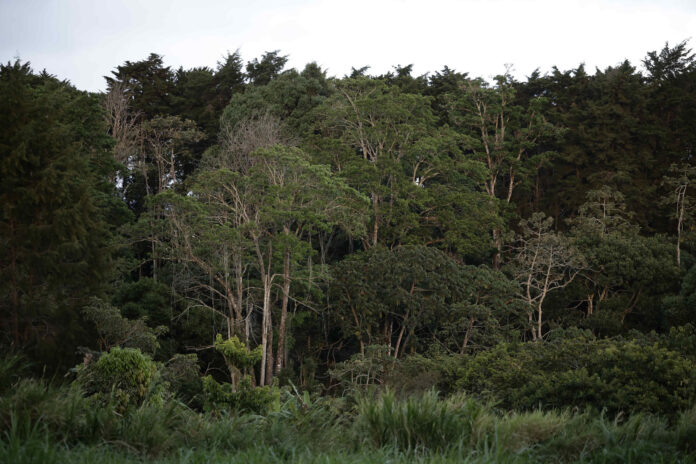 Imagen de archivo de un bosque al este de San José (Costa Rica). EFE/ Jeffrey Arguedas
