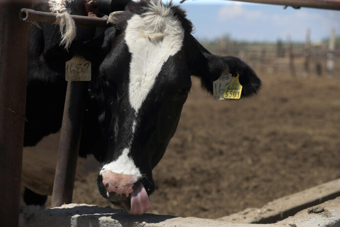 Fotografía de archivo que muestra a una vaca en una finca en San Juan, Puerto Rico. EFE/ Luis Torres

