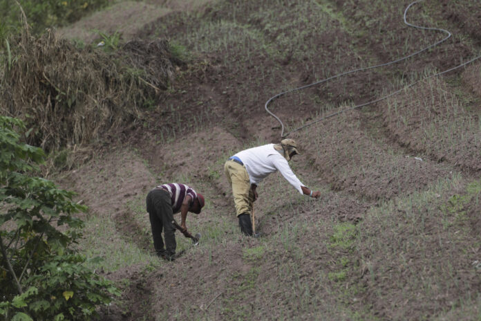 Un par de campesinos fue captado este 5 de junio al trabajar en un cultivo de hortalizas y flores, en la aldea de El Piligüín, en el municipio de Santa Lucía (Honduras). EFE/Gustavo Amador
