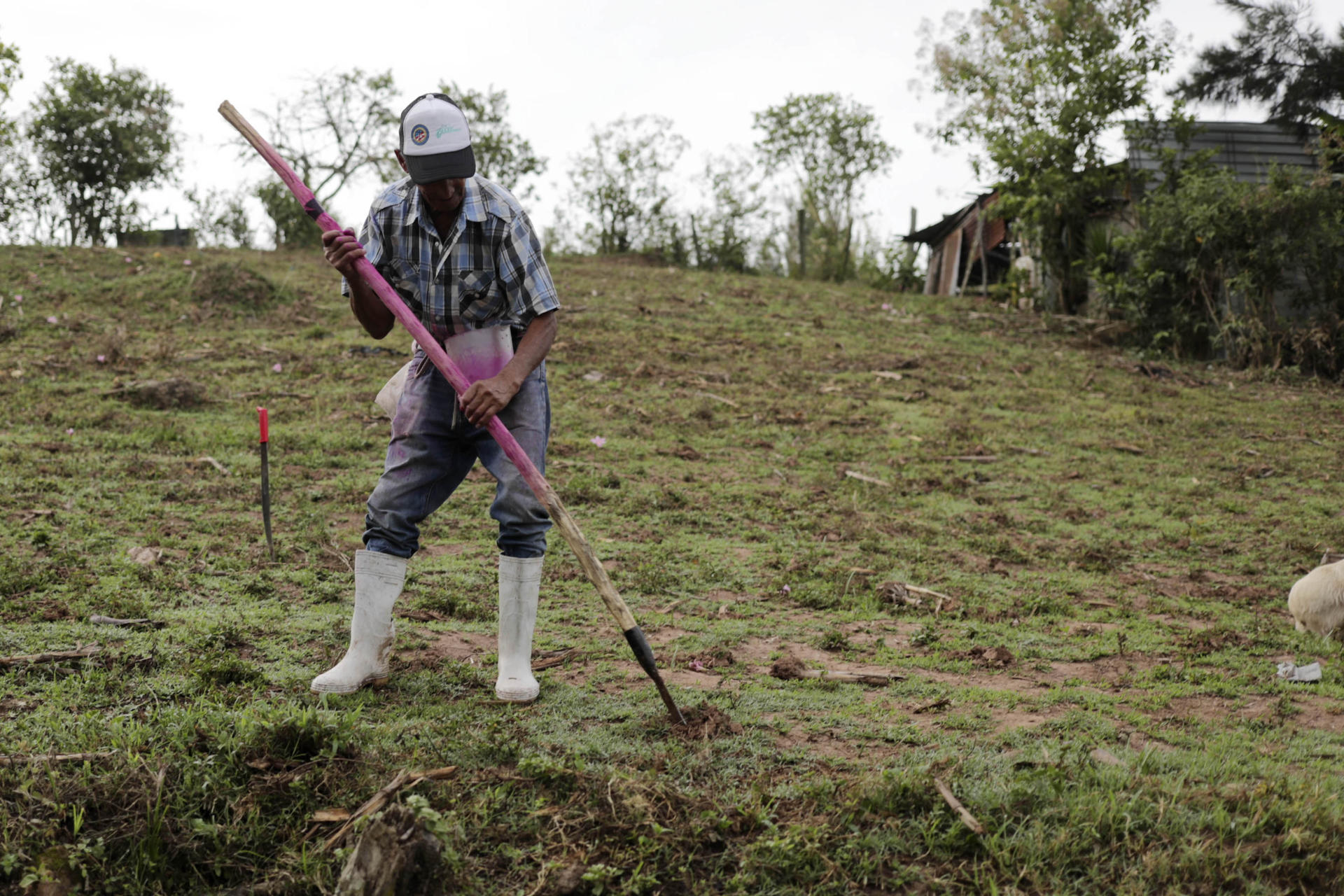 Un campesino fue captado este 5 de junio al trabajar en un cultivo, en la aldea de El Piligüín, en el municipio de Santa Lucía (Honduras). EFE/Gustavo Amador
