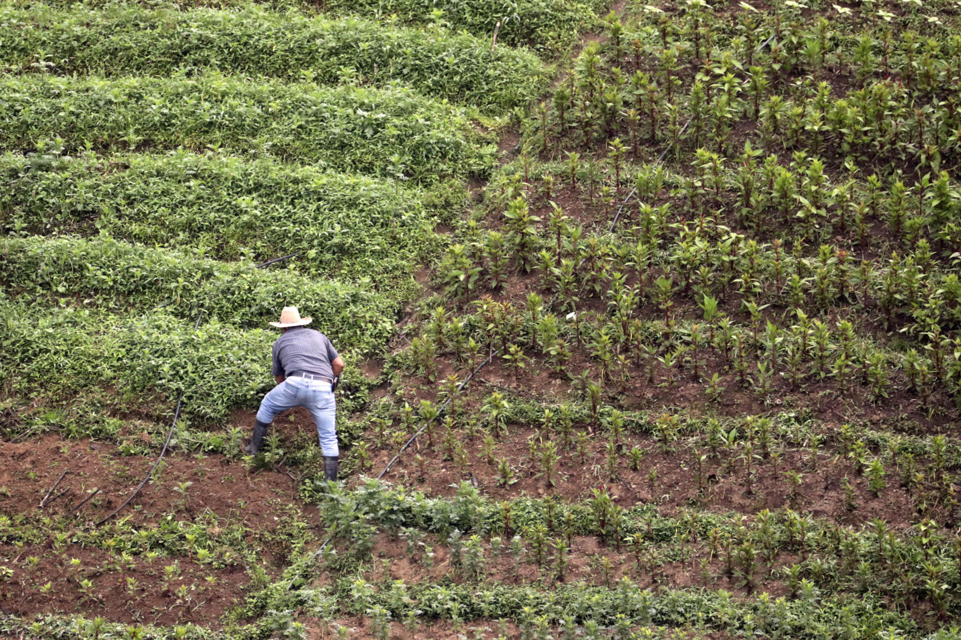 Un campesino fue captado este 5 de junio al trabajar en un cultivo de hortalizas y flores, en la aldea de El Piligüín, en el municipio de Santa Lucía (Honduras). EFE/Gustavo Amador
