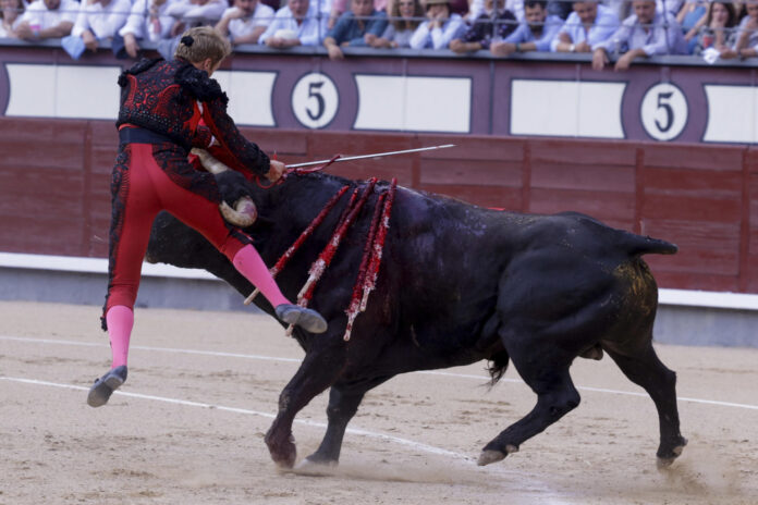 El diestro francés Clemente es cogido por su segundo toro durante el festejo taurino de la Feria de San Isidro que se celebra este viernes en la Monumental de Las Ventas, en Madrid. EFE/Juanjo Martín
