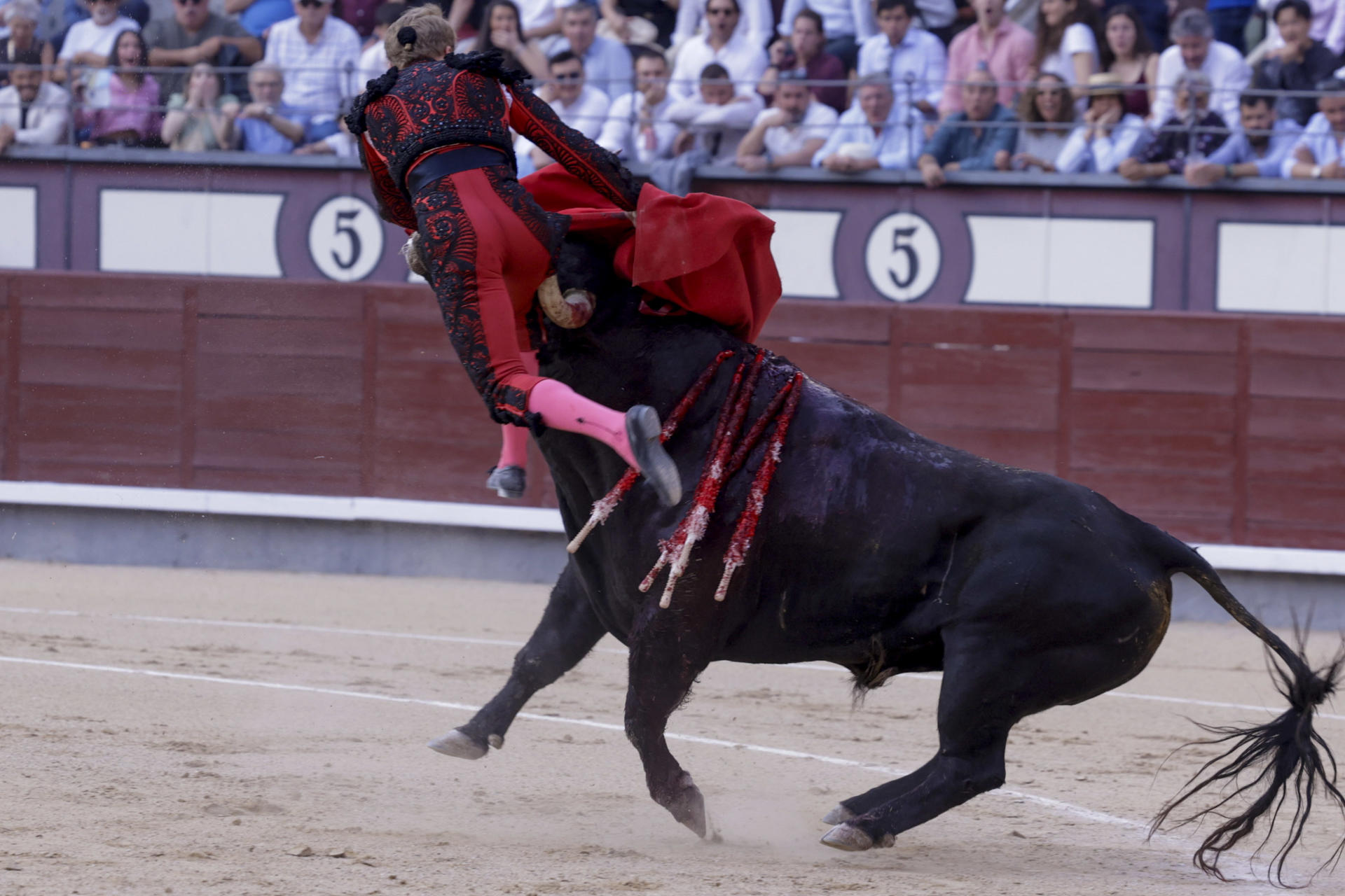 El diestro francés Clemente es cogido por su segundo toro durante el festejo taurino de la Feria de San Isidro que se celebra este viernes en la Monumental de Las Ventas, en Madrid. EFE/Juanjo Martín
