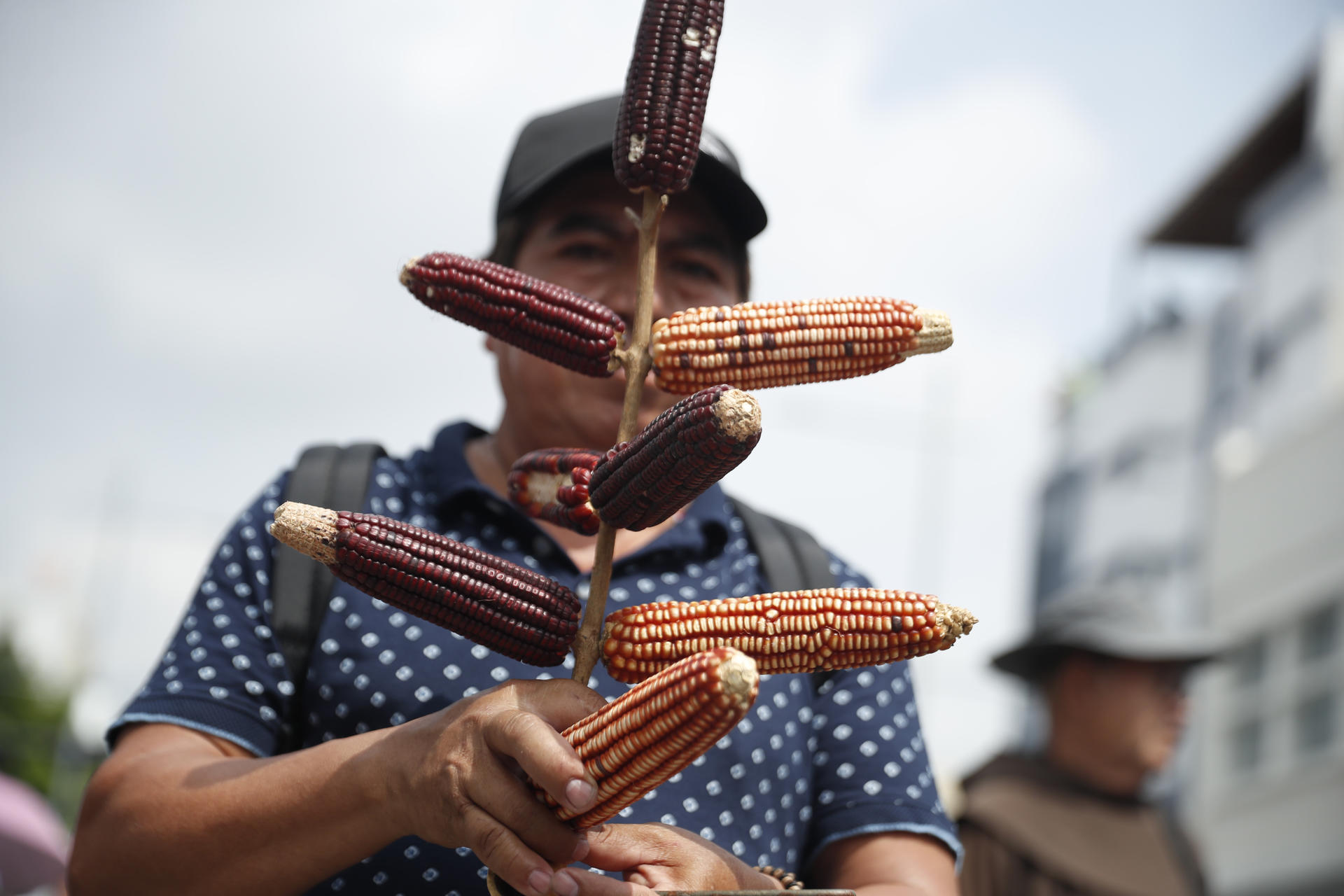 Un ciudadano fue captada este 5 de junio al sostener unas mazorcas, durante una marcha por el Día Mundial del Medio Ambiente, en San Salvador (El Salvador). EFE/Rodrigo Sura
