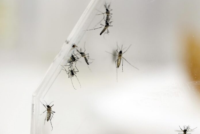 Imagen de archivo de varios mosquitos Aedes Aegypti en el laboratorio del departamento de Entomología del Centro para el Control y Prevención de las Enfermedades (CDC), en San Juan (Puerto Rico). EFE/Thais Llorca
