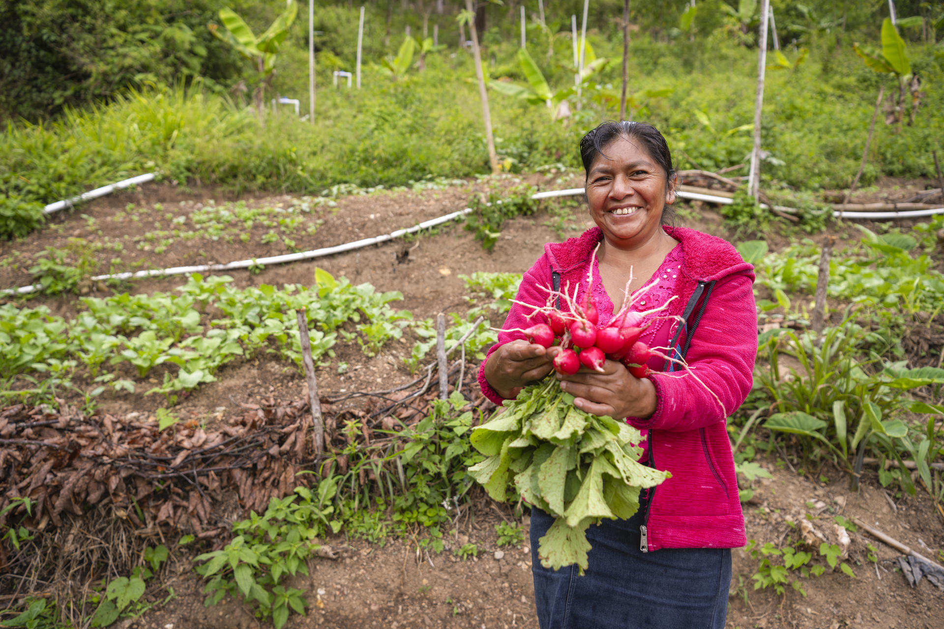 Fotografía del 25 de julio de 2025 cedida por Giulio d'Adamo de WFP que muestra a Clementina cosechando rábanos en su parcela, en el departamento de Chiquimula (Guatemala). EFE/ Giulio D'adamo/ WFP
