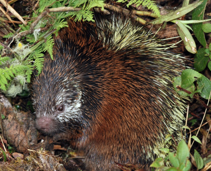 Fotografía cedida por el Instituto Nacional de Biodiversidad (Inabio) de una nueva especie de puercoespín, denominada Coendou sangay, en el Parque Nacional Sangay (Ecuador). EFE/ Instituto Nacional de Biodiversidad
