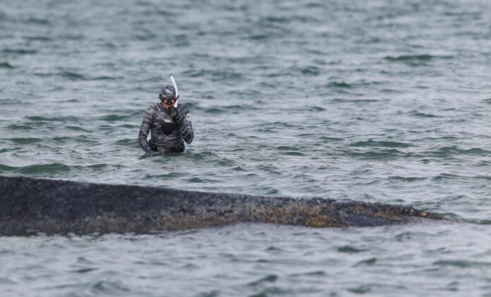 Imagen de archivo de la ballena Timmy. EFE/EPA/SELIM SUDHEIMER
