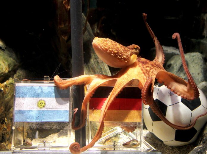 Fotografía de Roland Weihrauch, en la que puede verse en una imagen de archivo del 29 de junio de 2010 al pulpo 'Paul' en su pecera en el acuario Sea Life de Oberhausen (Alemania). EFE
