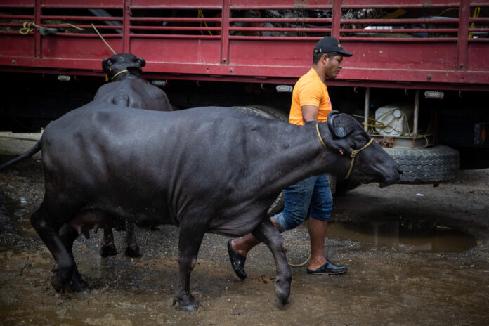 Fotografía de archivo del 12 de abril de 2023 que muestra un hombre trasladando a un búfalo durante una exposición de criadores de búfalos, en Caracas (Venezuela). EFE/ Rayner Peña R/ ARCHIVO
