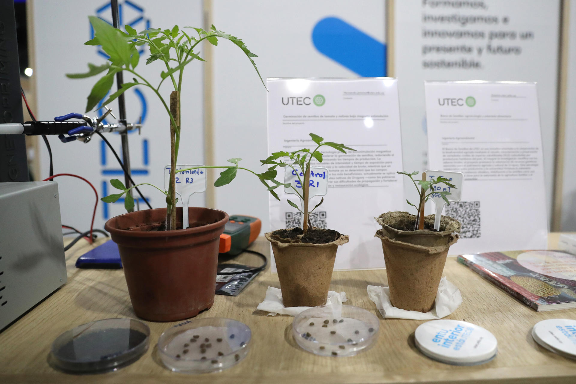 Fotografía que muestra semillas exhibidas adelante de algunas plantas este jueves, en Montevideo (Uruguay). EFE/Hernán Ogállar Vidal