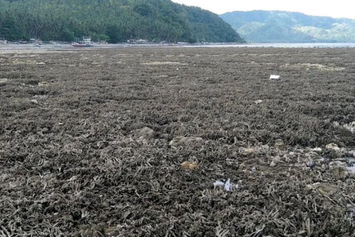Fotografía cedida por el Departamento filipino de Medioambiente y Recursos Naturales. Una larga pradera de coral de la costa de Pangyan, en el sur de Filipinas, quedó en la superficie a raíz de que un terremoto de magnitud 7,8 elevara el lecho marino hasta dos metros e hiciera retroceder unos 200 metros el litoral. EFE/ Departamento Filipino de Medioambiente y Recursos Naturales /SOLO USO EDITORIAL NO VENTAS /SOLO DISPONIBLE PARA ILUSTRAR LA NOTICIA QUE ACOMPAÑA (CRÉDITO OBLIGATORIO)
