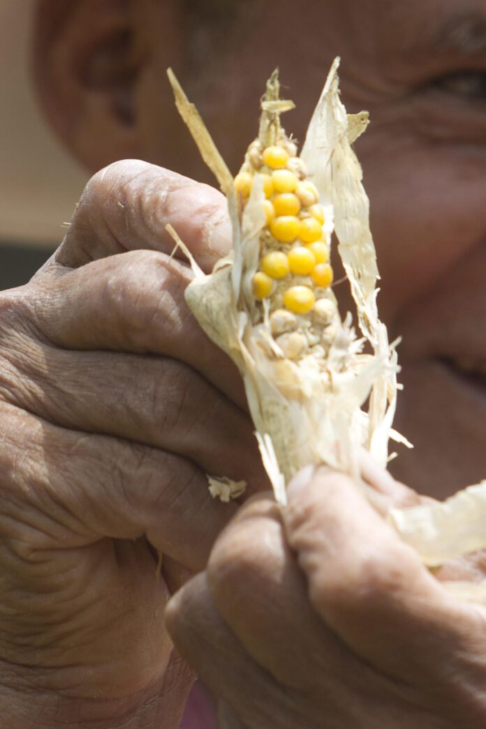 En la imagen de archivo, un campesino muestra una mazorca perdida por los efectos del fenómeno de El Niño en Las Delicias (Honduras). EFE/Gustavo Amador
