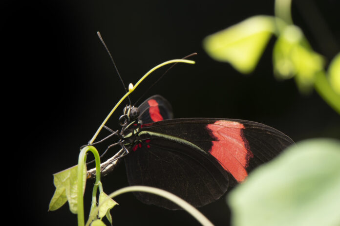Una Heliconius erato poniendo un huevo en una planta Passiflora biflora. Crédito: Sebastián Mena
