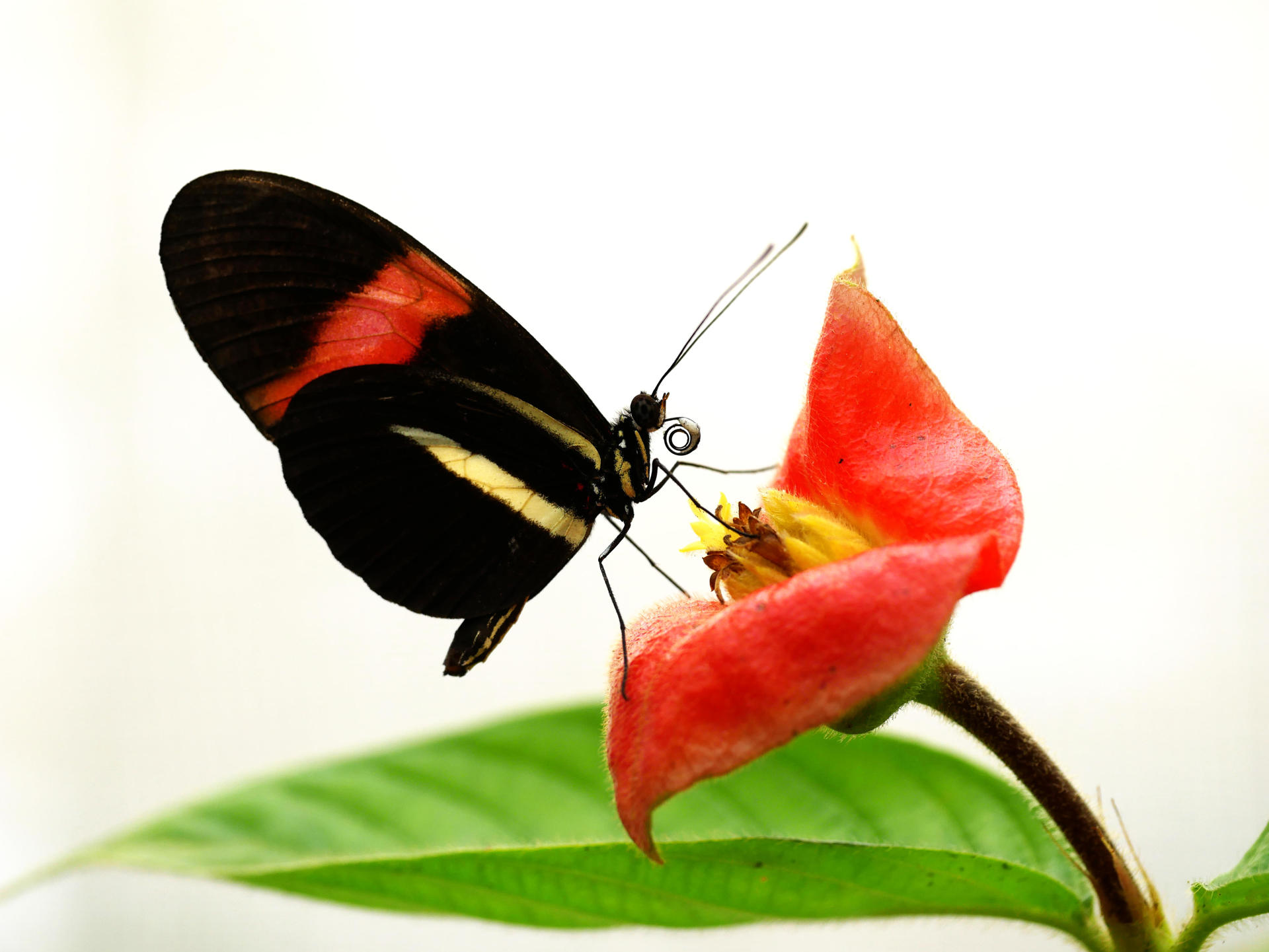 Una Heliconius melpomene con una carga de granos de polen. Crédito: Louise Bestea