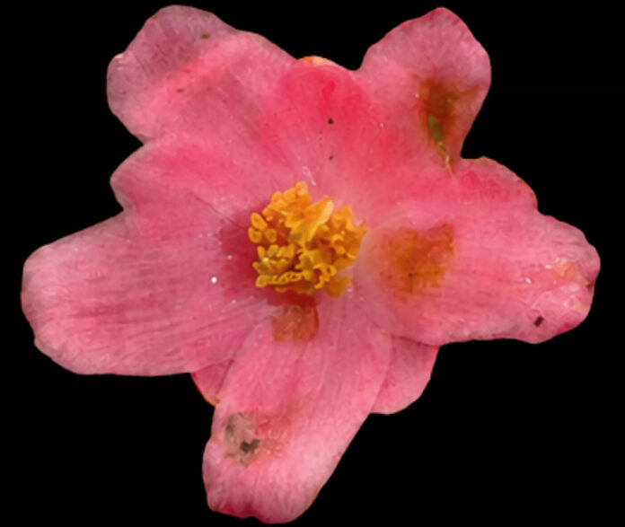 Fotografía cedida por la investigadora Rocío Rojas que muestra un ejemplar de 'Saurauia Vanderwerffii', una nueva especie de planta descubierta en la andina región de Junín (Perú). EFE/ Sernanp/ Rocio Rojas /SOLO USO EDITORIAL/ NO VENTAS/ SOLO DISPONIBLE PARA ILUSTRAR LA NOTICIA QUE ACOMPAÑA (CRÉDITO OBLIGATORIO)
