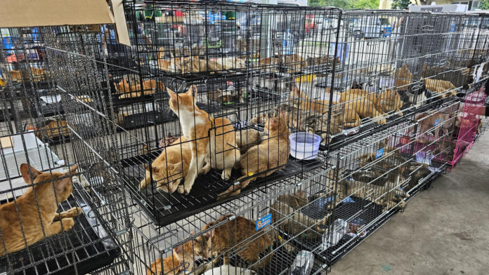 BANGKOK, 17/06/2026.- Cerca de 400 gatos vivos, varios de ellos robados a sus cuidadores, fueron rescatados en la ciudad vietnamita de Ho Chi Minh durante un operativo policial que desmanteló una red criminal que comercializaba la carne de estos animales en el país. El Zoológico de Saigón ha difundido este miércoles fotografías de gatos rescatados durante la redada de la semana pasada, que acabó con la detención de nueve personas, quienes confesaron haber capturado con trampas a cientos de gatos en los últimos tres años, según un reporte de la Policía de Ho Chi Minh. EFE/  ONG HUMANE WORLD FOR ANIMALS VIETNAM/SOLO USO EDITORIAL/SOLO DISPONIBLE PARA ILUSTRAR LA NOTICIA QUE ACOMPAÑA (CRÉDITO OBLIGATORIO)
