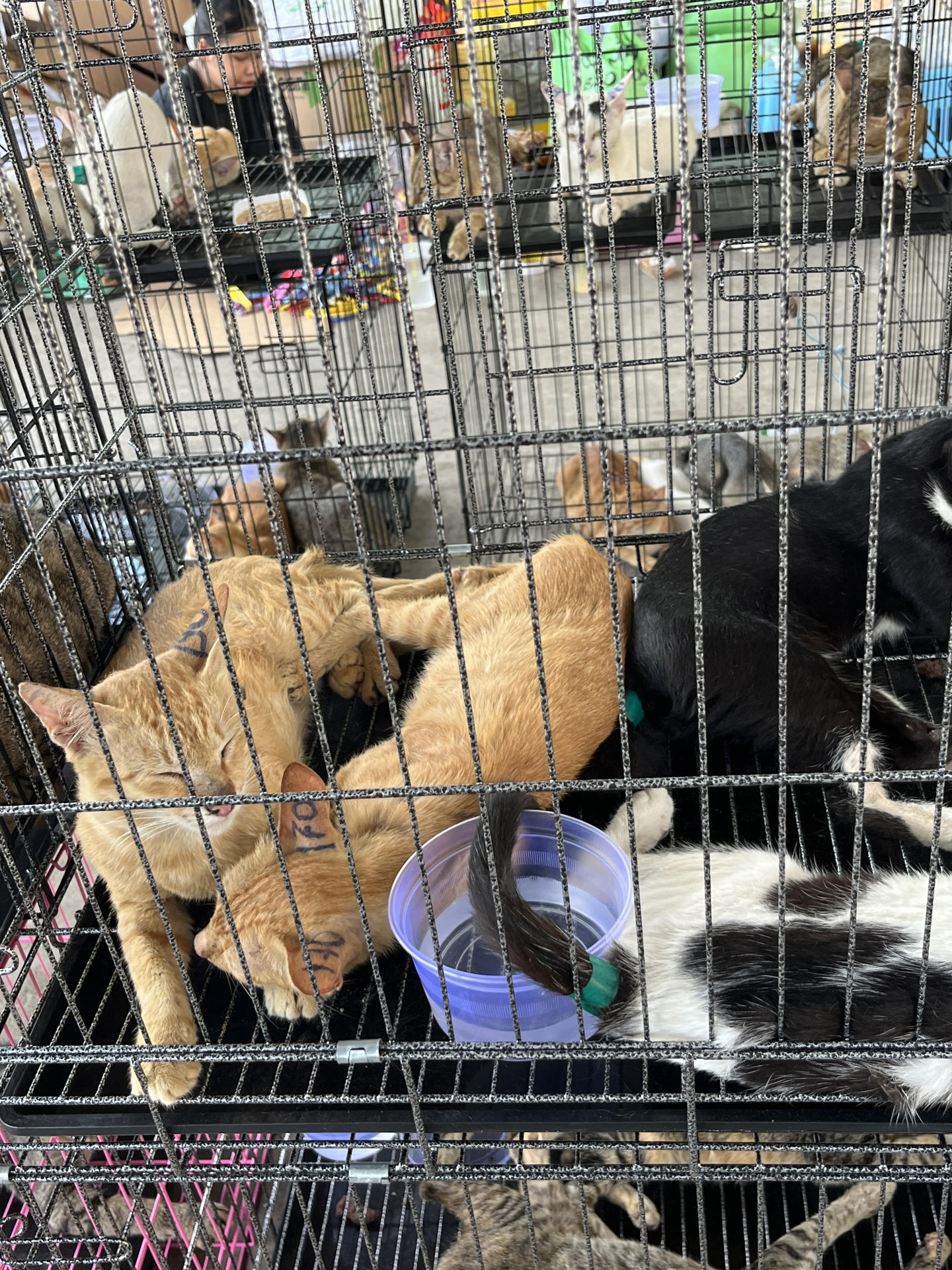 BANGKOK, 17/06/2026.- Cerca de 400 gatos vivos, varios de ellos robados a sus cuidadores, fueron rescatados en la ciudad vietnamita de Ho Chi Minh durante un operativo policial que desmanteló una red criminal que comercializaba la carne de estos animales en el país. El Zoológico de Saigón ha difundido este miércoles fotografías de gatos rescatados durante la redada de la semana pasada, que acabó con la detención de nueve personas, quienes confesaron haber capturado con trampas a cientos de gatos en los últimos tres años, según un reporte de la Policía de Ho Chi Minh. EFE/  ONG HUMANE WORLD FOR ANIMALS VIETNAM/SOLO USO EDITORIAL/SOLO DISPONIBLE PARA ILUSTRAR LA NOTICIA QUE ACOMPAÑA (CRÉDITO OBLIGATORIO)
