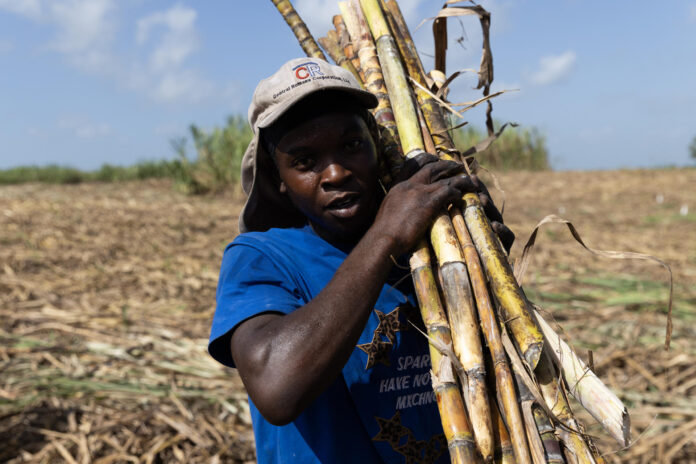 Fotografía del 3 de junio de 2026 de un trabajador haitiano cargando caña de azúcar en una plantación en El Seibo (República Dominicana). EFE/ Orlando Barría
