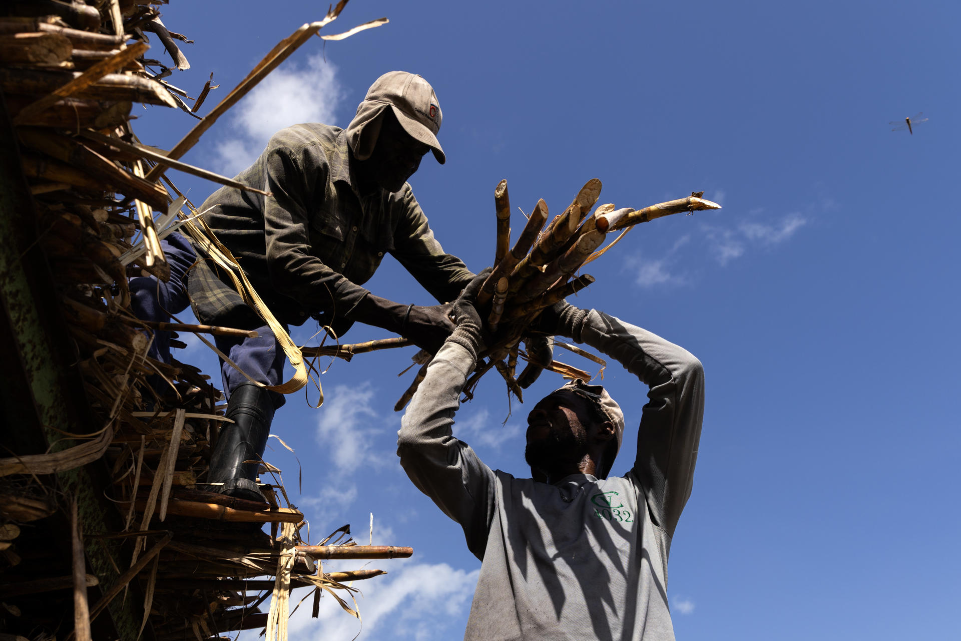 Fotografía del 3 de junio de 2026 de haitianos trabajando en una plantación de caña de azúcar en El Seibo (República Dominicana). EFE/ Orlando Barría
