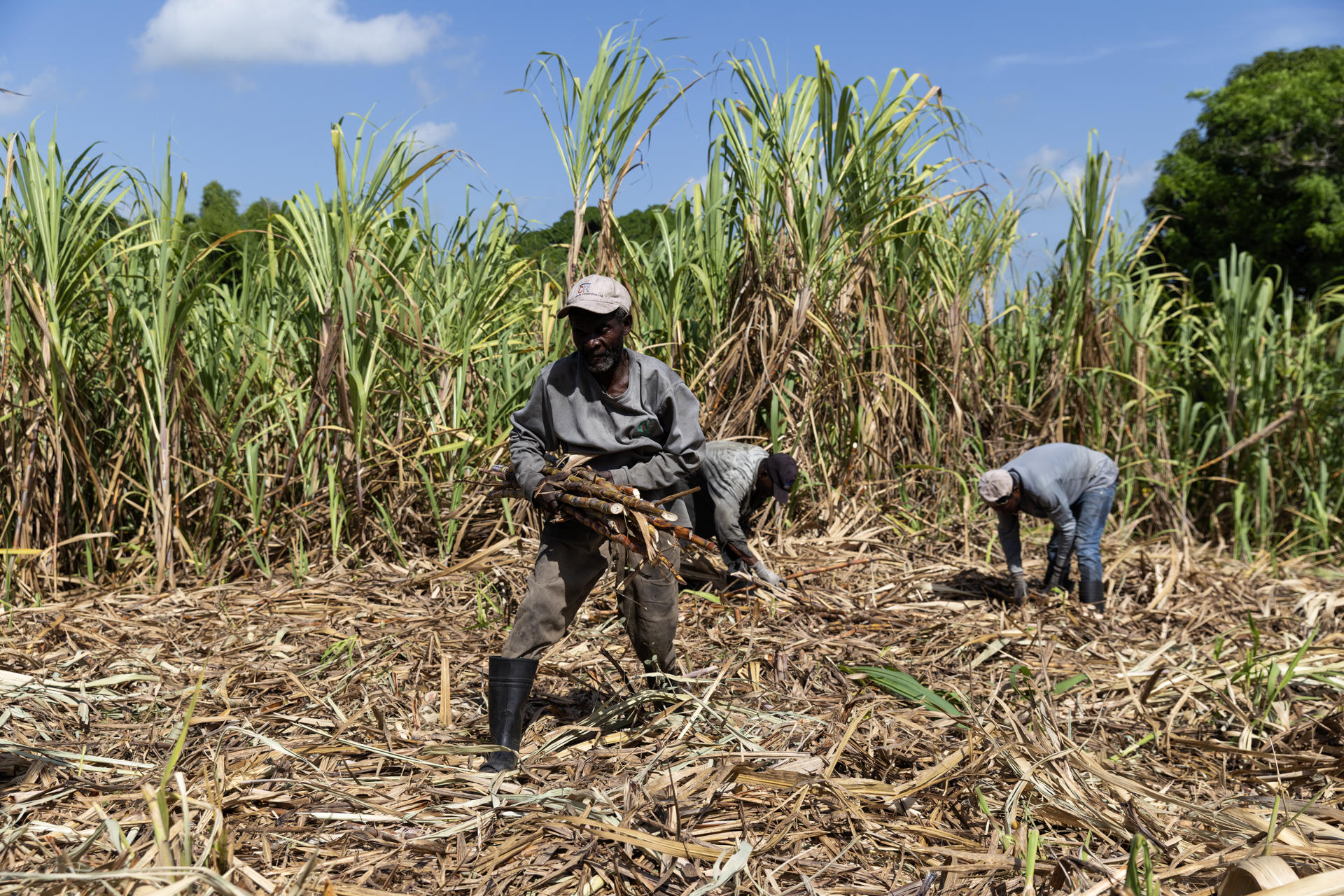 Fotografía del 3 de junio de 2026 de haitianos trabajando en una plantación de caña de azúcar en El Seibo (República Dominicana). EFE/ Orlando Barría
