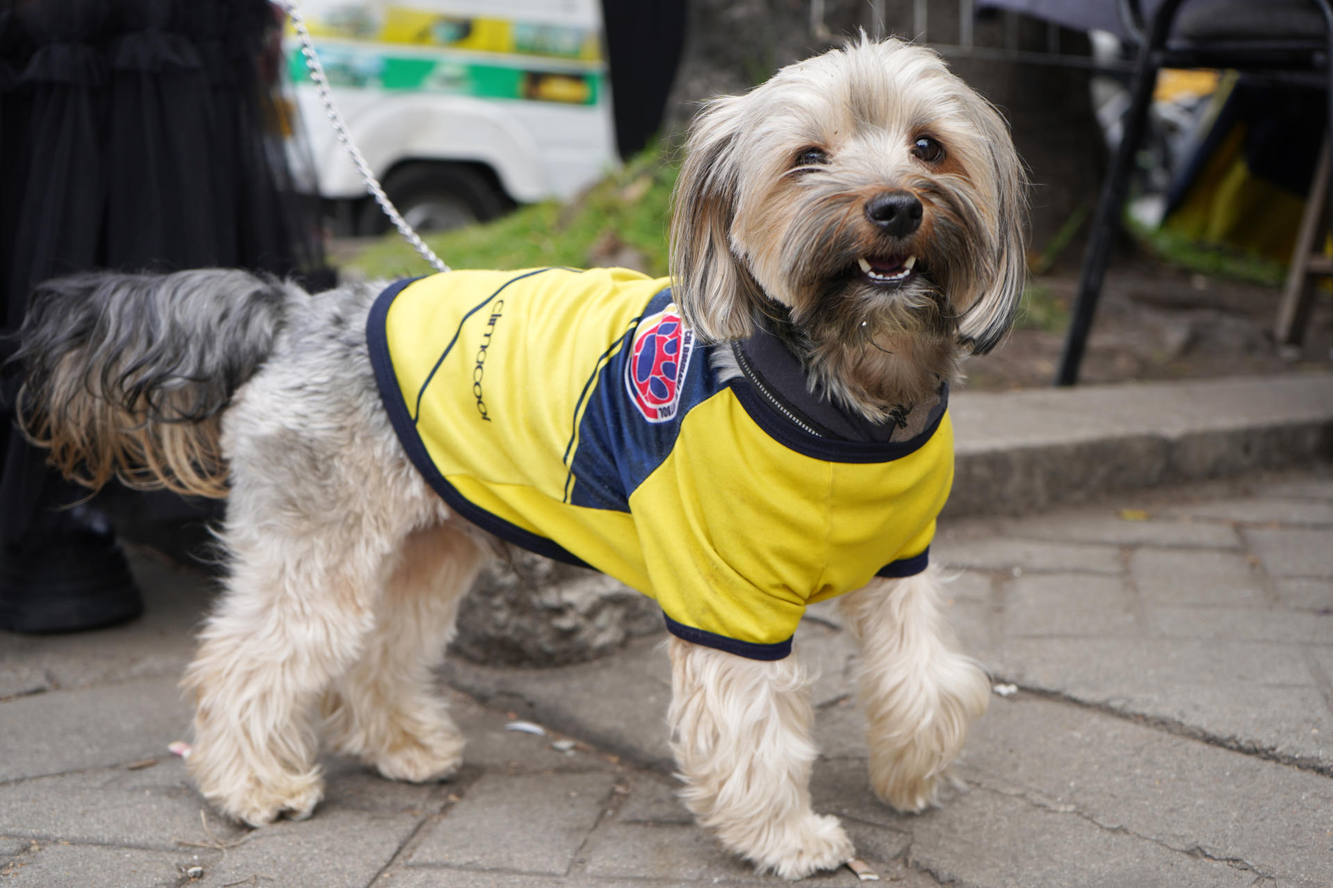Fotografía que muestra un perro con la camiseta de la selección Colombia en Bogotá (Colombia). EFE/Pablo Seco