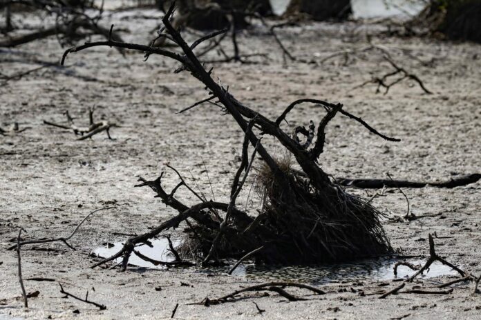 Fotografía de archivo de los manglares de la zona de Bajamar en Puntarenas,Costa Rica, por la sequía y las altas temperaturas causadas por el impacto del fenómeno de El Niño. EFE/ Jeffrey Arguedas
