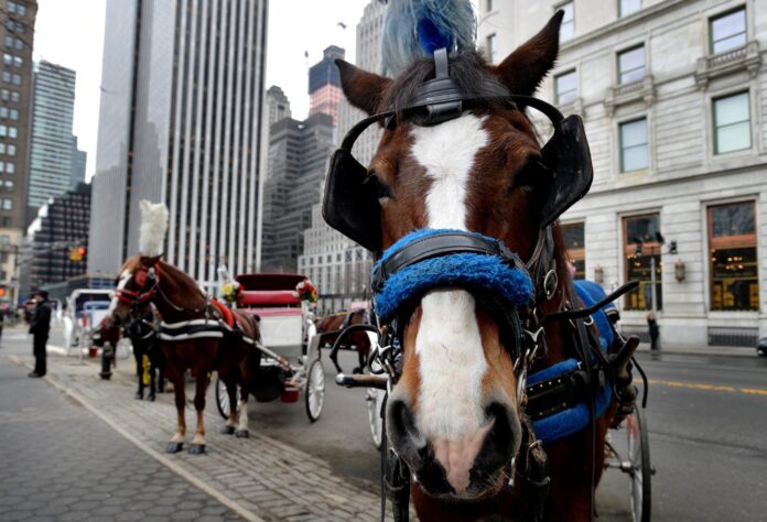 Fotografía de archivo de un grupo de carruajes tirados por caballos, cerca del Parque Central, en Nueva York (EE.UU). EFE/Jutin Lane
