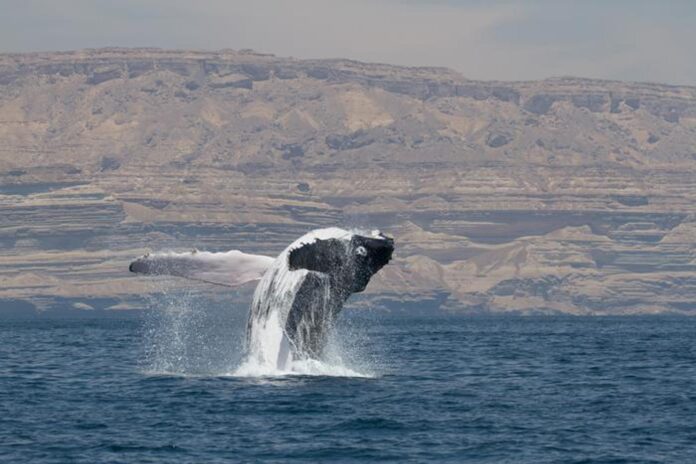 Ballena jorobada frente a la costa. Crédito: Sociedad Ambiental de Omán/D. MacDonald
