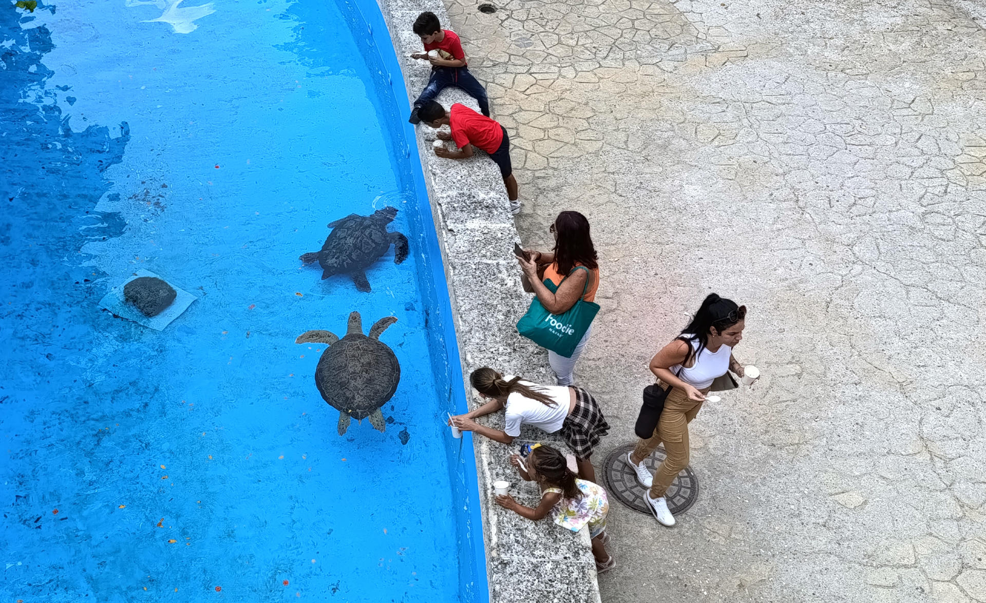 Personas observan a tortugas marinas en el acuario Nacional de Cuba este viernes, en La Habana (Cuba). EFE/ Ernesto Mastrascusa
