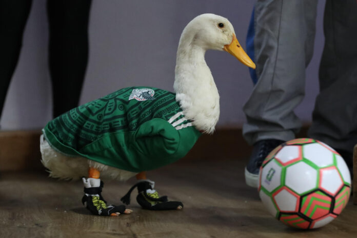 El pato Merlín posa con un balón de fútbol este viernes, en Ciudad de México (México). EFE/Mario Guzmán
