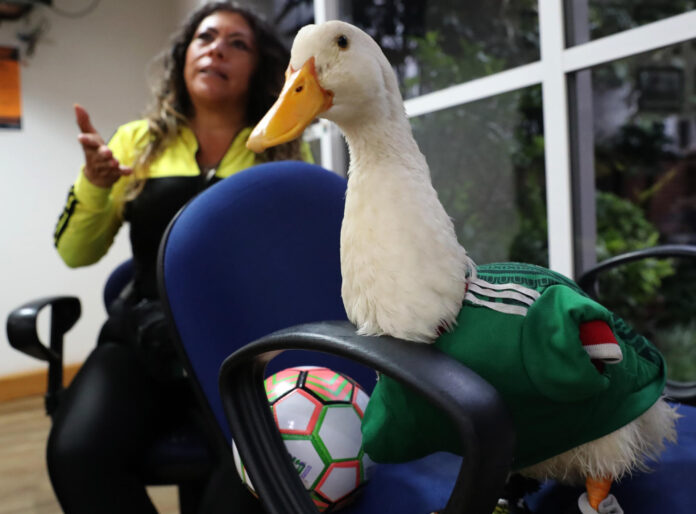 Karla Gómez habla junto a su pato Merlín durante una entrevista con EFE este viernes, en Ciudad de México (México). EFE/Mario Guzmán
