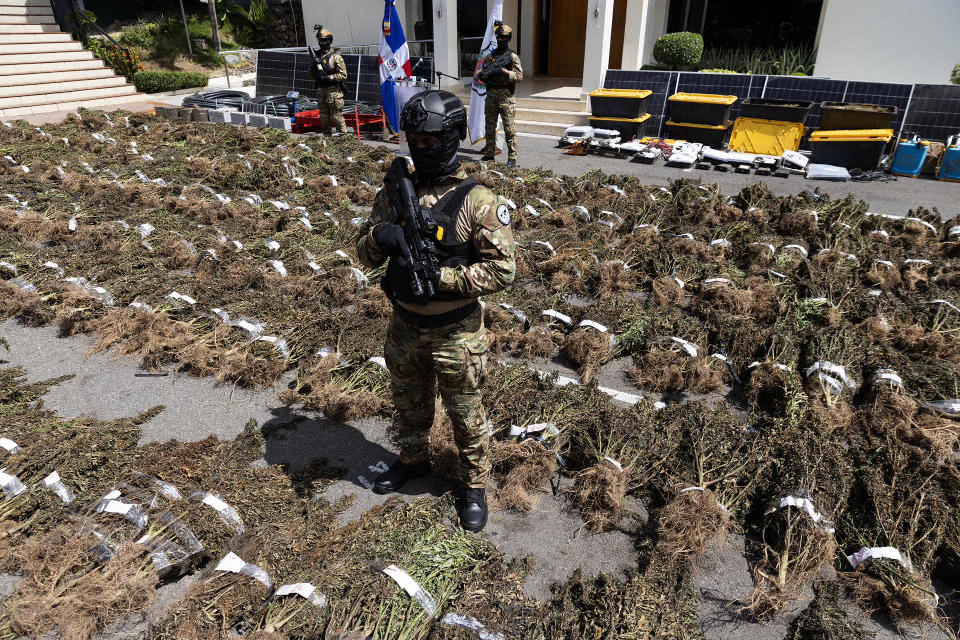 Integrantes de la Dirección Nacional de Control de Drogas (DNCD) custodian una incautación de plantas de marihuana este domingo en Santo Domingo (República Dominicana). EFE/Orlando Barría
