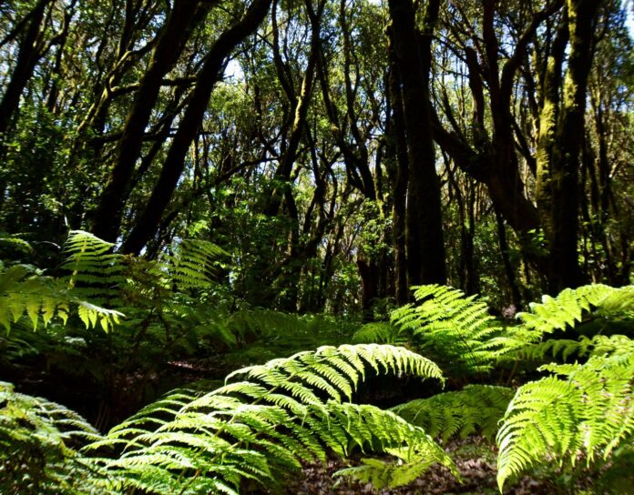 Bosque de laurisilva en el interior del Parque Nacional de Garajonay, La Gomera, en una imagen de archivo. EFE/Violeta Mesa
