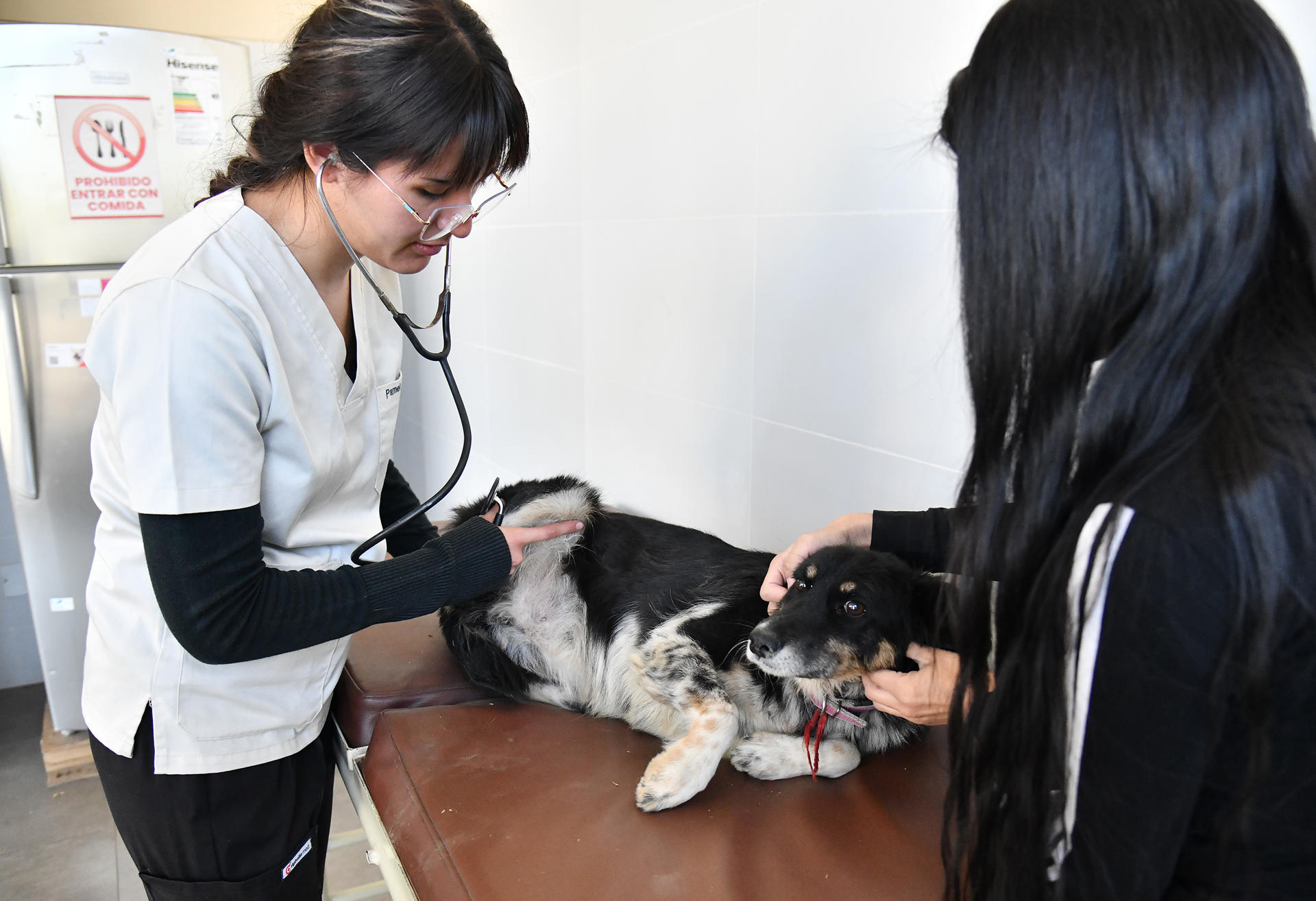 Una médico veterinaria fue captada el pasado 19 de junio al revisar a un perro en la Clínica Veterinaria Municipal de Cochabamba (Bolivia). EFE/Jorge Ábrego
