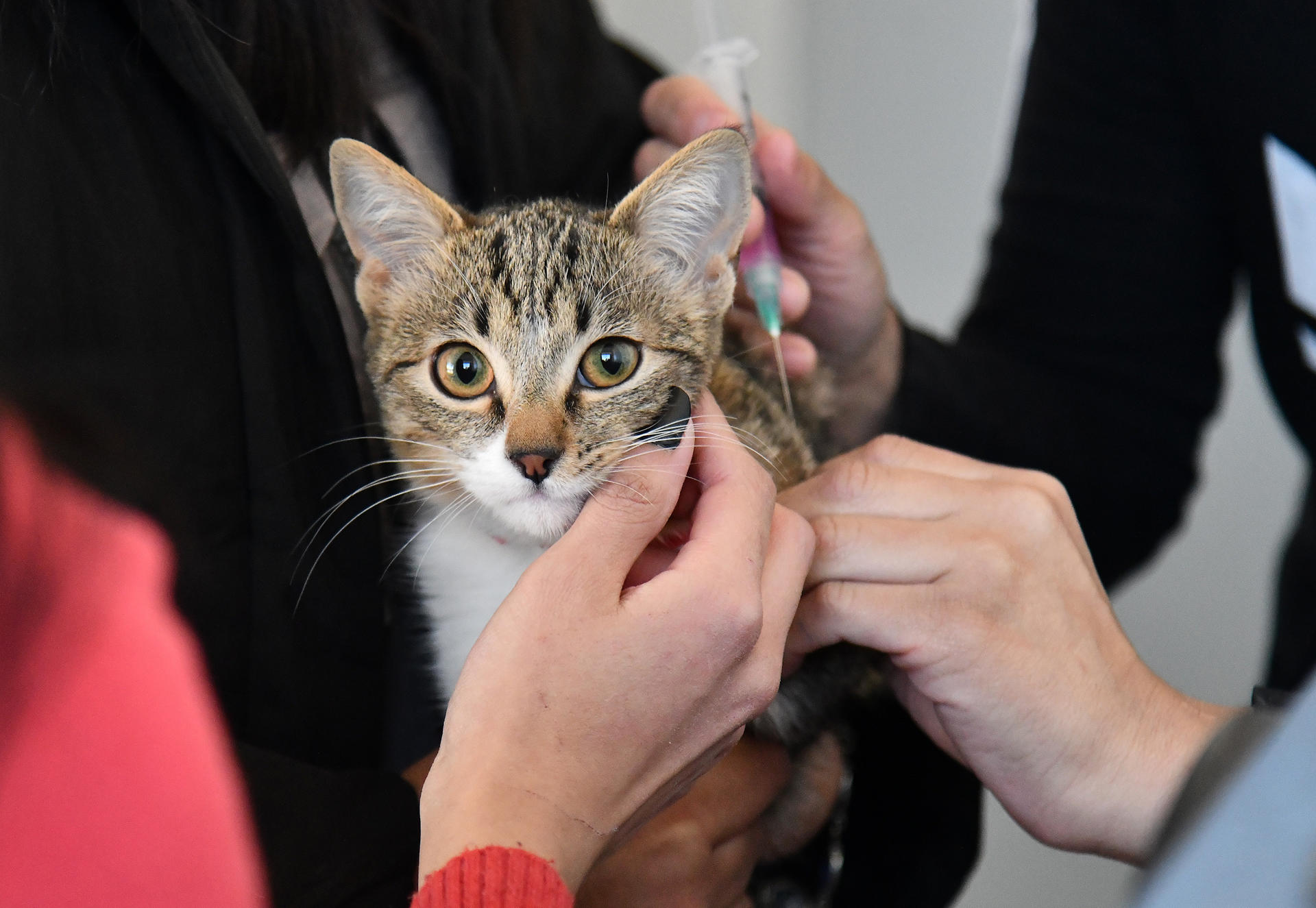 Detalle de la cara de un gato al recibir atención en la Clínica Veterinaria Municipal de Cochabamba (Bolivia). EFE/Jorge Ábrego
