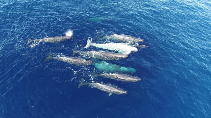 Imagen de una grupo de cachalotes. Crédito: Imagen cedida por la Asociación Tursiops
