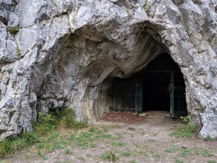 Imagen de la entrada de la cueva de Goyet (Bélgica). Crédito: © Mateja Hajdinjak
