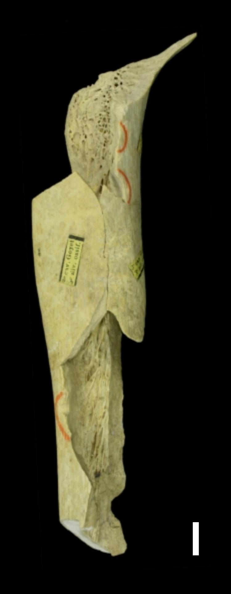 Imagen de un fragmento de fémur (Goyet Q56-1) del que se extrajo el genoma de alta calidad de la neandertal de Goyet. Crédito: © E. Dewamme, Royal Belgian Institute of Natural Sciences