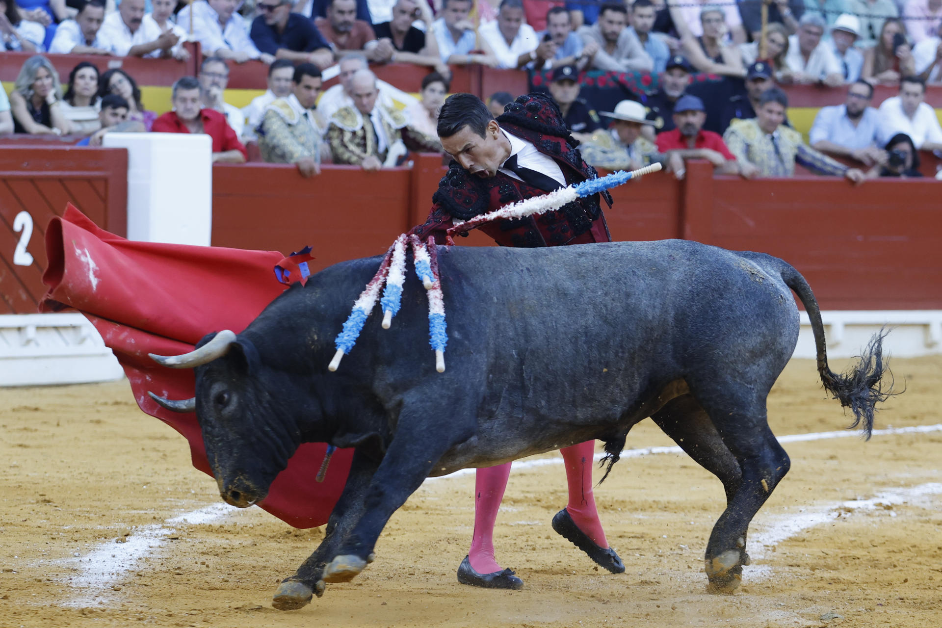 El diestro alicantino José María Manzanares da un pase a su toro durante el festejo taurino de la Feria de las Hogueras, este miércoles en la plaza de toros de Alicante. EFE/ Pablo Miranzo

