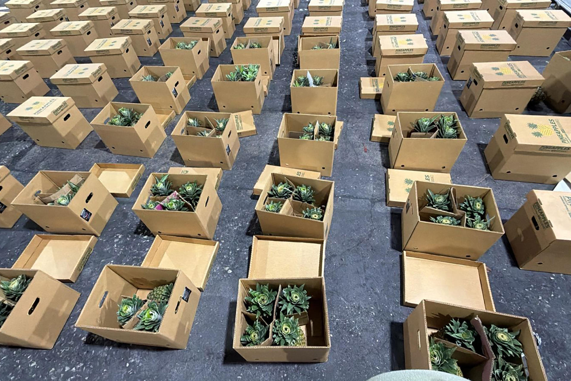 Fotografía cedida este 24 de junio por la Dirección Nacional de Control de Drogas (DNCD) de República Dominicana en la que se captó el decomiso de 30 kilos de presunta cocaína ocultos en un cargamento de piñas cuyo destino final era Afganistán, en Santo Domingo (República Dominicana). EFE/DNCD
